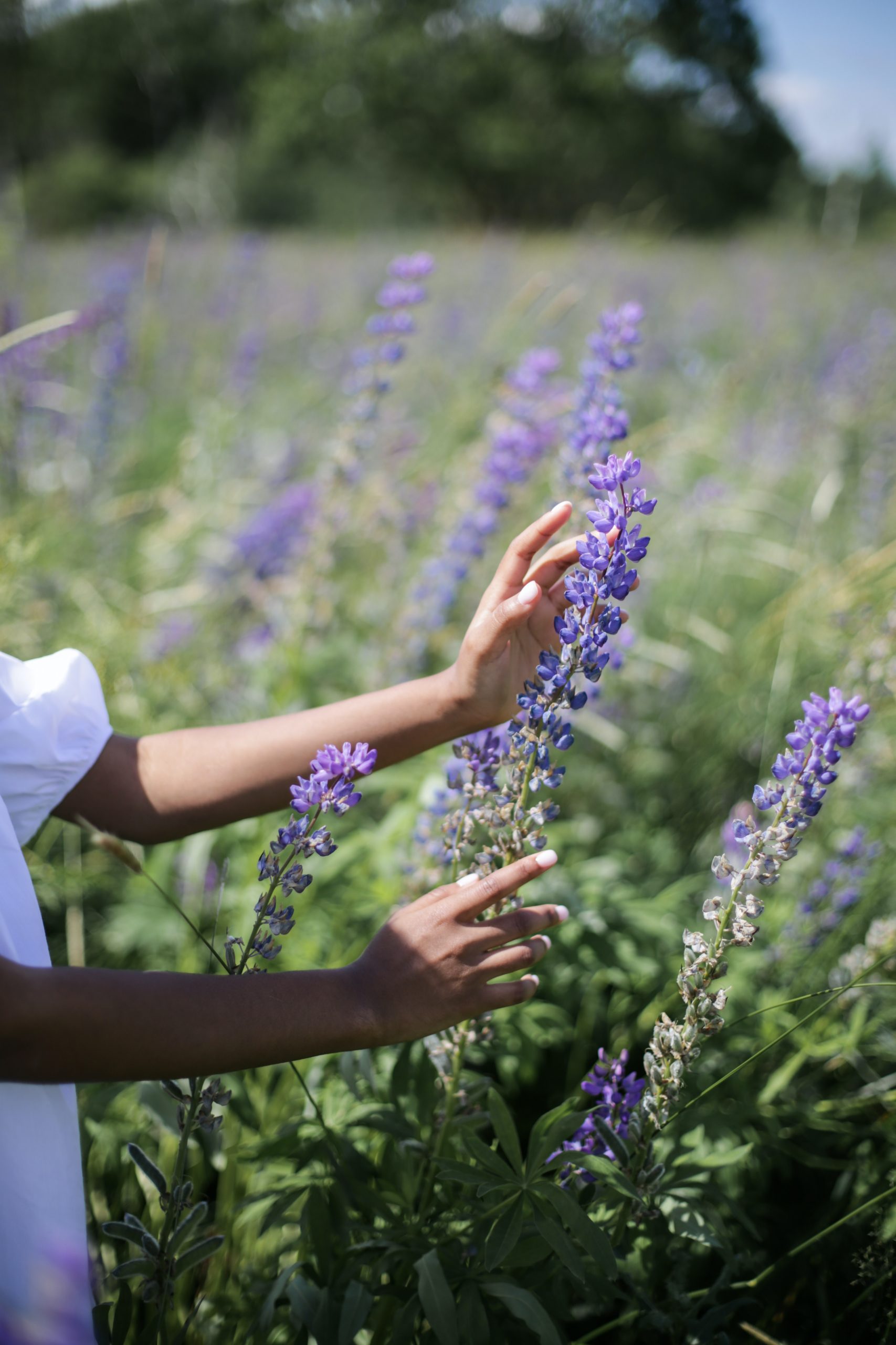 紫の花畑でそっと花に触れようとする女性の手