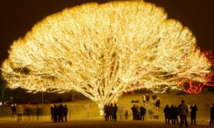 どこで、どのようにこのクリスマスの「命の木」が作られたか