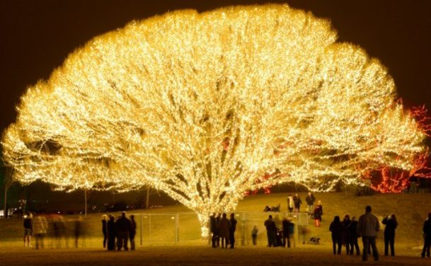 どこで、どのようにこのクリスマスの「命の木」が作られたか